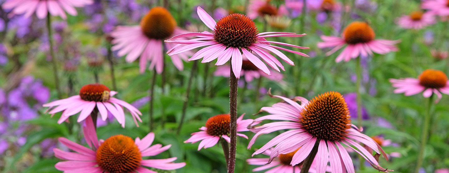 Zázrak jménem echinacea: Posila pro naši obranyschopnost!